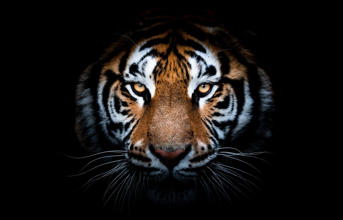 Publishing the animal kingdom of Tierwelt